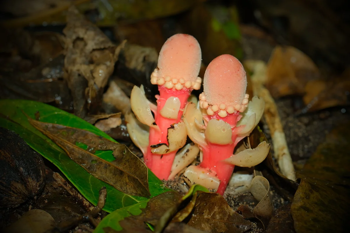 Balanophora fungosa fotografiada en la isla Ishigaki