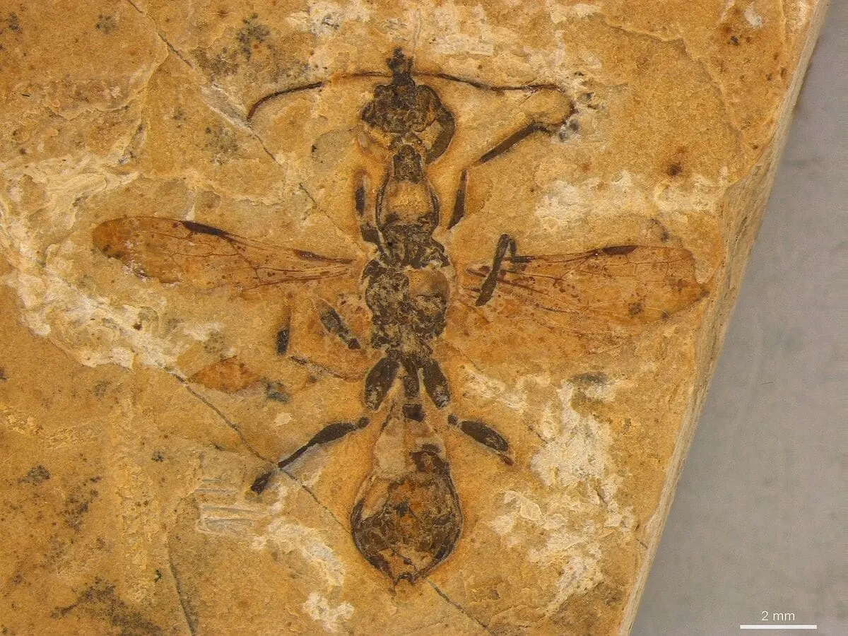 Fósil de Haidomyrmecinae encontrado en Brasil