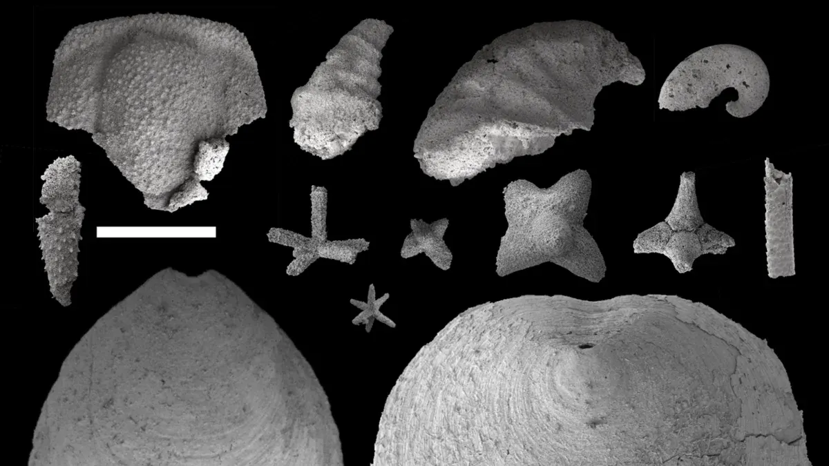 Conchas microscópicas del Cámbrico