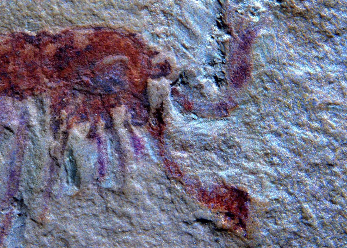 Fósil de Jianfengia con grandes apéndices