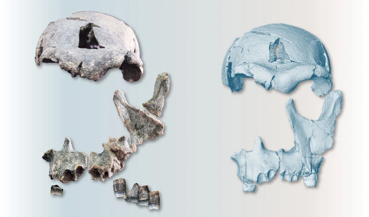 Fragmentos fósiles de rostro y dientes utilizados para reconstruir un cráneo antiguo del Cuerno de África