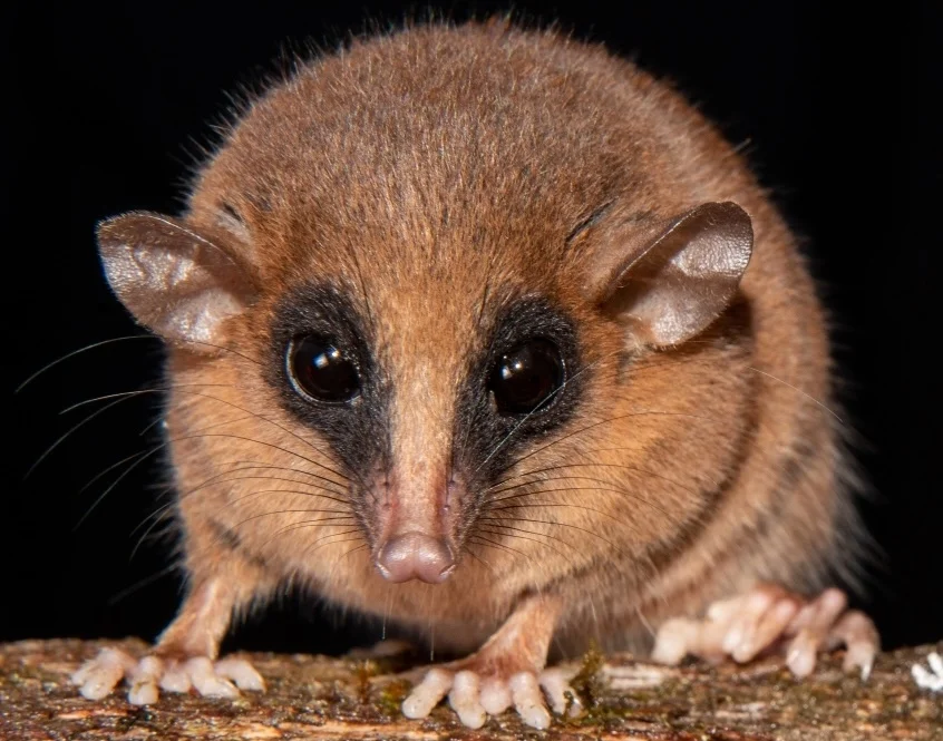 Zarigüeya ratón con nariz larga y cola delgada posada sobre ramas