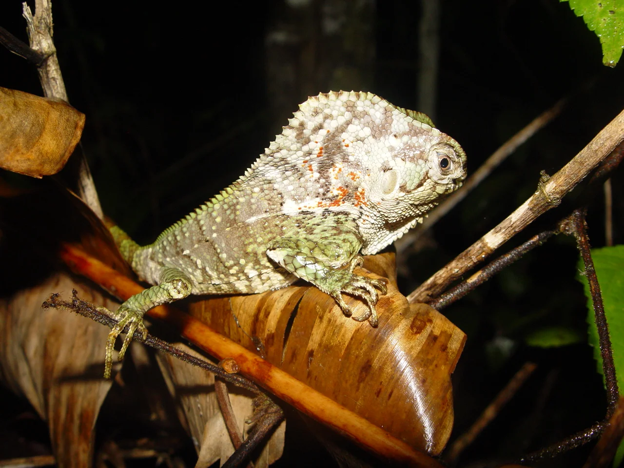 Lagarto de casco fotografiado en Costa Rica