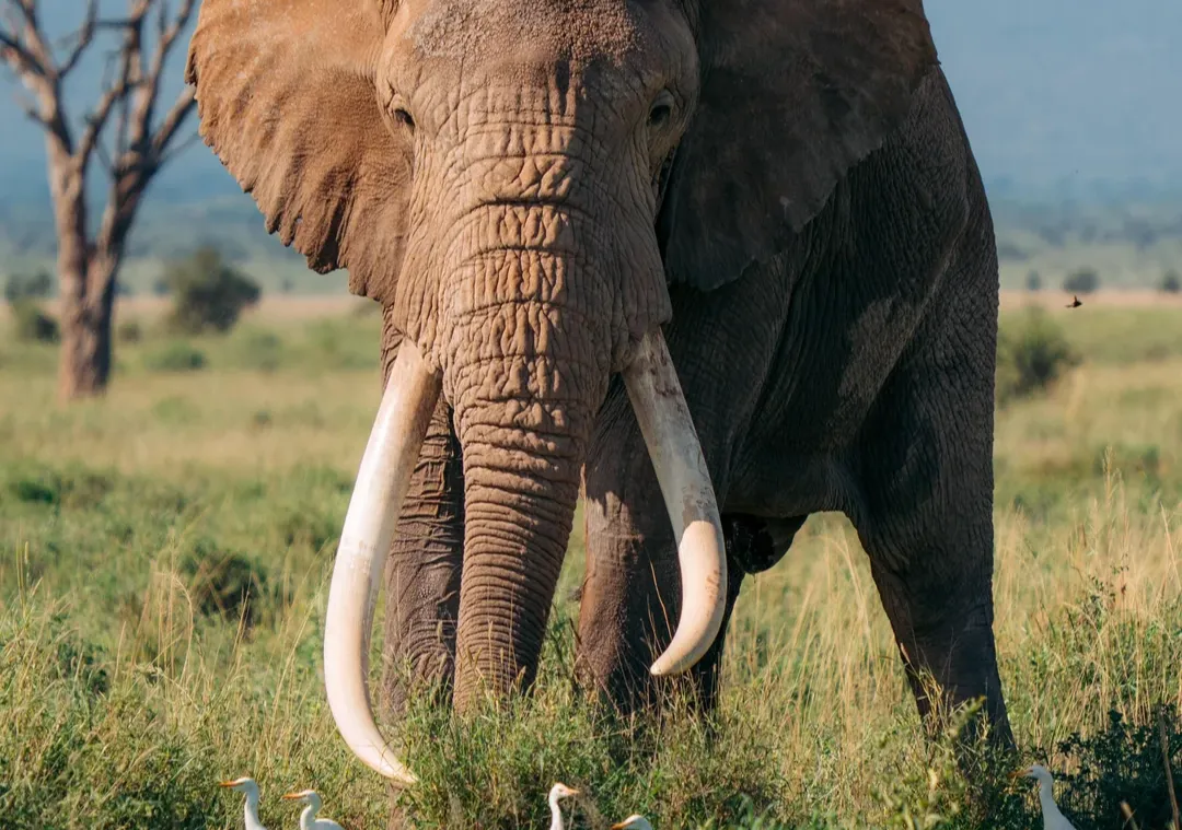 Craig, elefante africano de Kenia