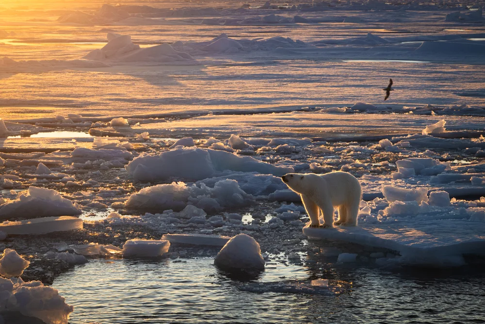 Oso polar de pie sobre hielo marino con luz cálida de atardecer