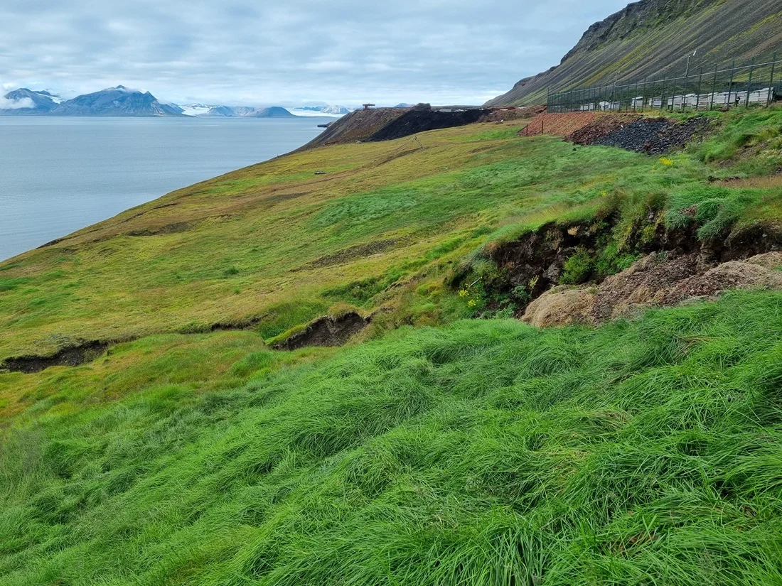 Ladera cercana a edificios agrícolas con vegetación densa en Barentsburg