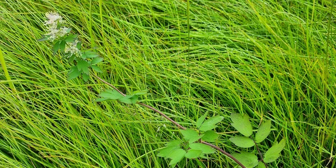 Planta en flor creciendo en suelo fértil de Barentsburg en Svalbard