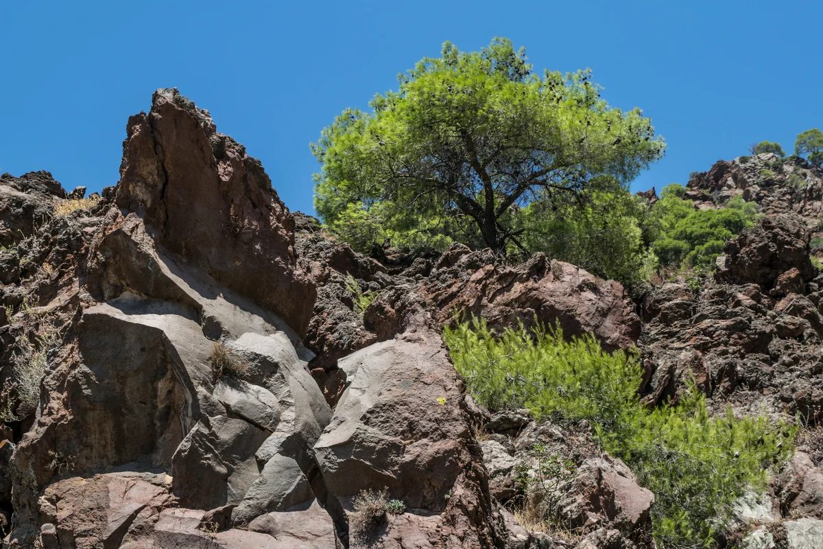 Rocas volcánicas oscuras con árboles creciendo en el terreno del Methana