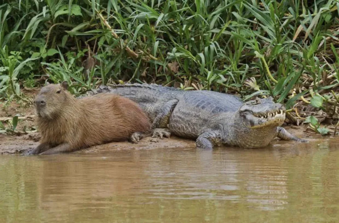 Capibara junto a un caimán descansando en la orilla del río