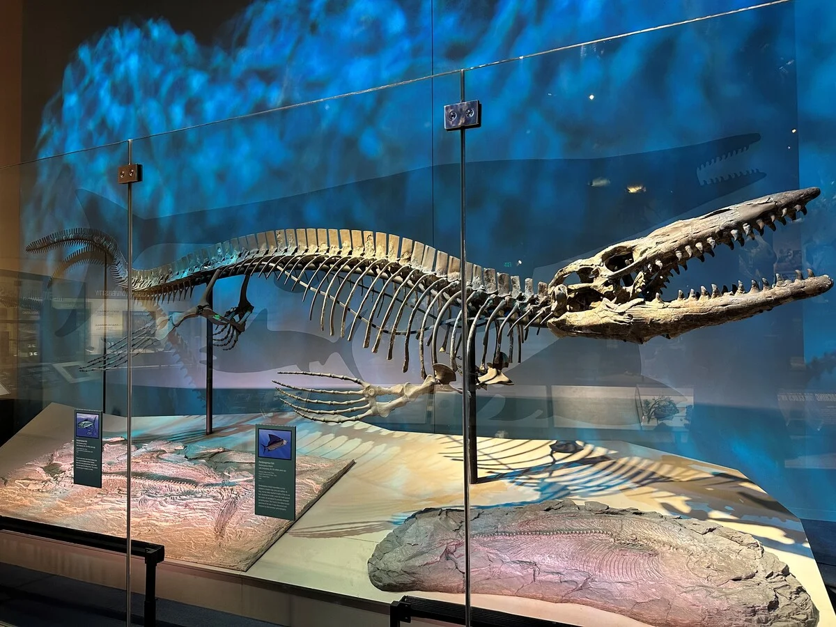 Holotipo gigante de Tylosaurus rex en museo