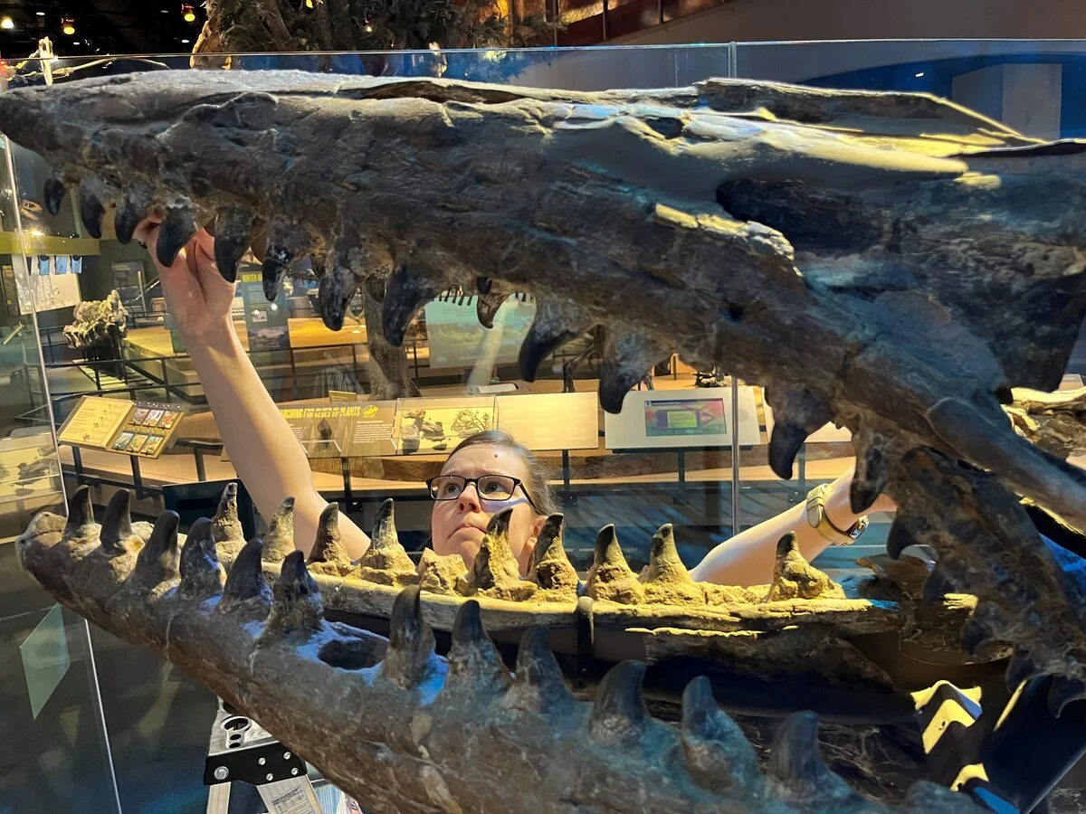 Investigadora examinando esqueleto de Tylosaurus rex