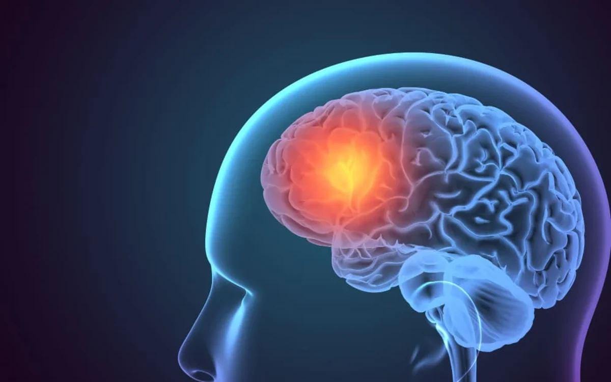 Cerebro - Definición, funciones, estructura y composición