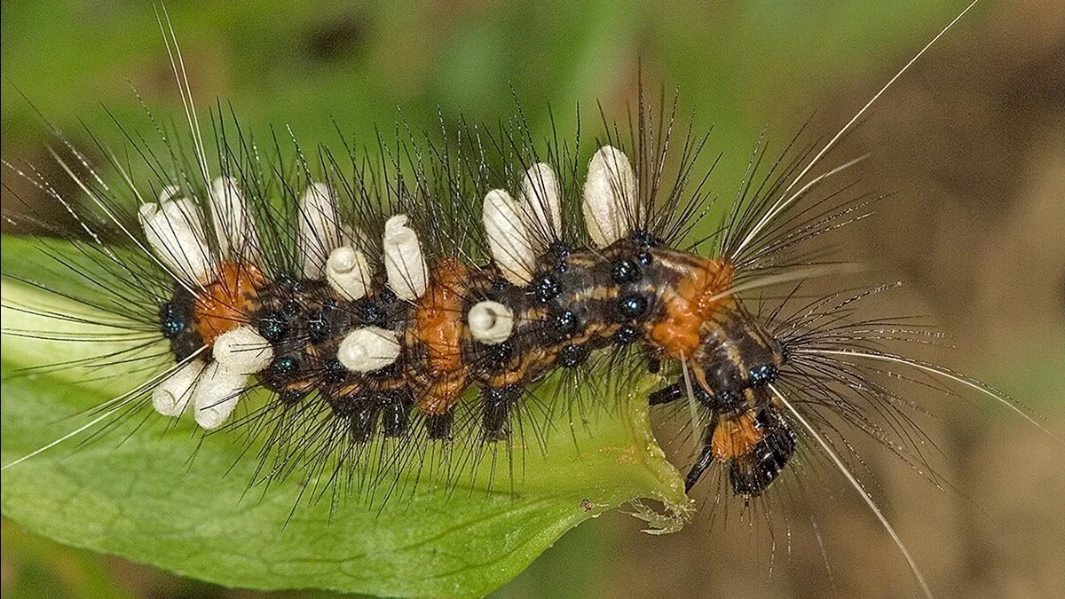 Oruga cubierta de capullos de avispa parásita en una rama