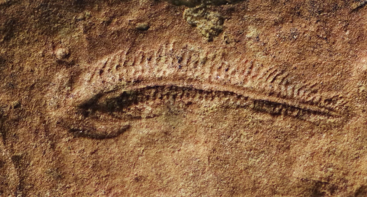 Fósil de Spriggina floundersi conservado en una roca de Australia Meridional