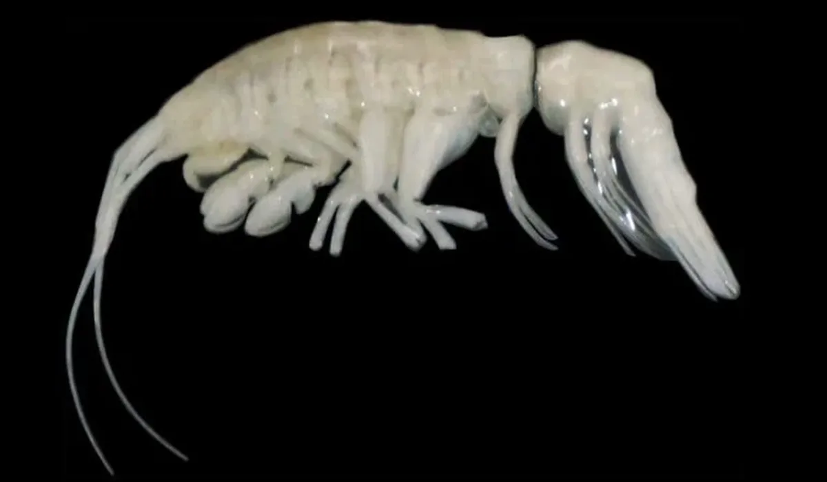 Primer plano de un crustáceo depredador hallado en la Fosa de Atacama, con apéndices adaptados a la vida en las profundidades.