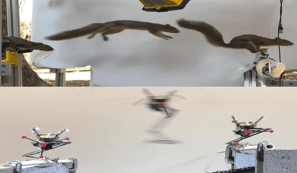 Una ardilla saltando entre ramas y el robot Salto replicando el movimiento basado en estudios biomecánicos.