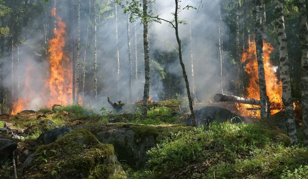 Incendio forestal activo avanzando entre árboles en un bosque seco con humo denso en el ambiente