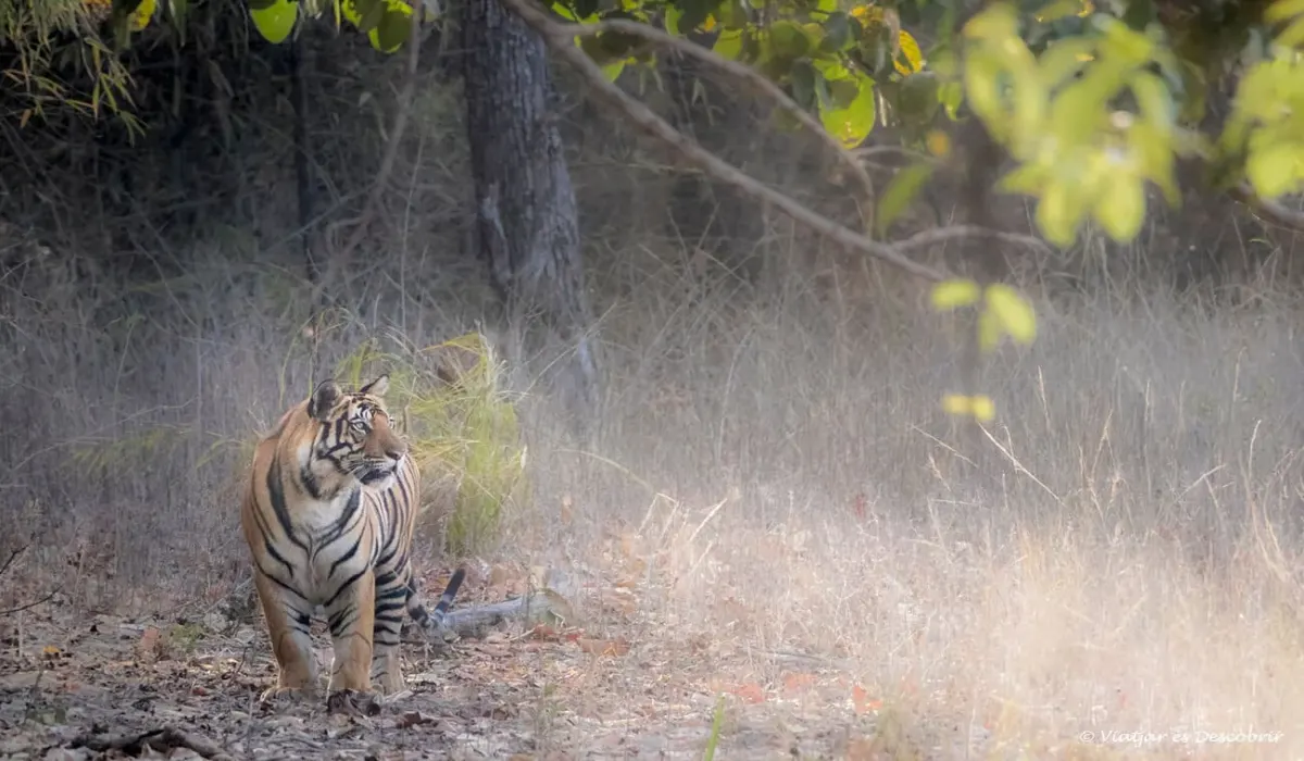 Tigre caminando entre la vegetación seca del Parque Nacional Bandhavgarh, en Madhya Pradesh.