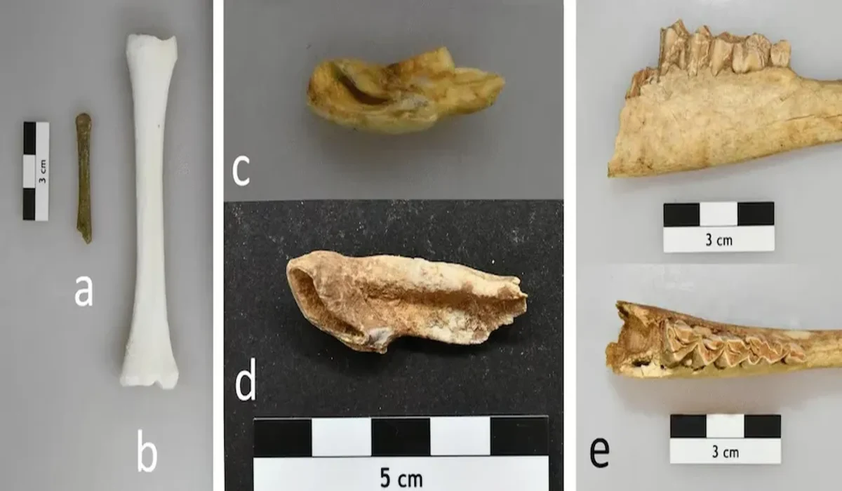Fragmentos óseos de renos hallados en el sitio de Kammern-Grubgraben, Austria, durante excavaciones arqueológicas.