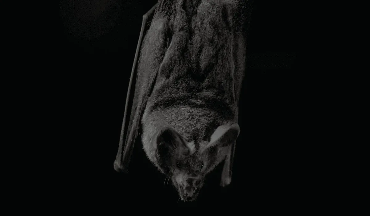 Un murciélago de labios con flecos responde a los cantos de apareamiento de una rana túngara en su hábitat natural.