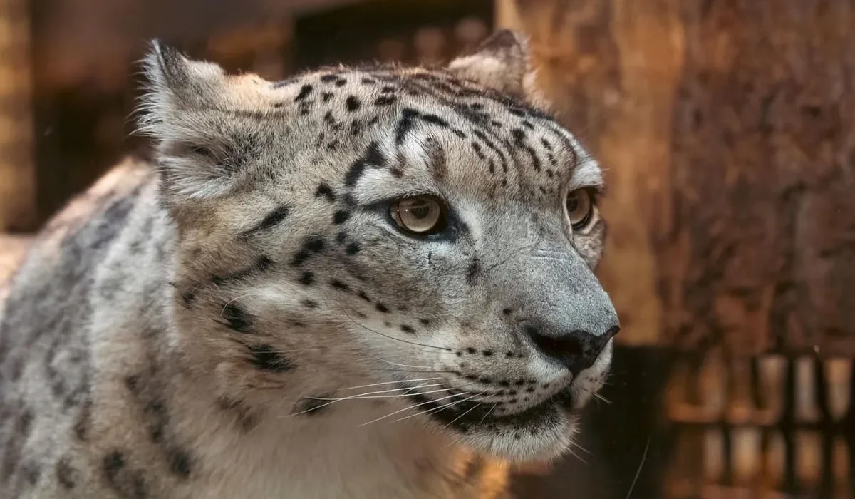 Primer plano del rostro de un leopardo de las nieves adulto, con mirada penetrante