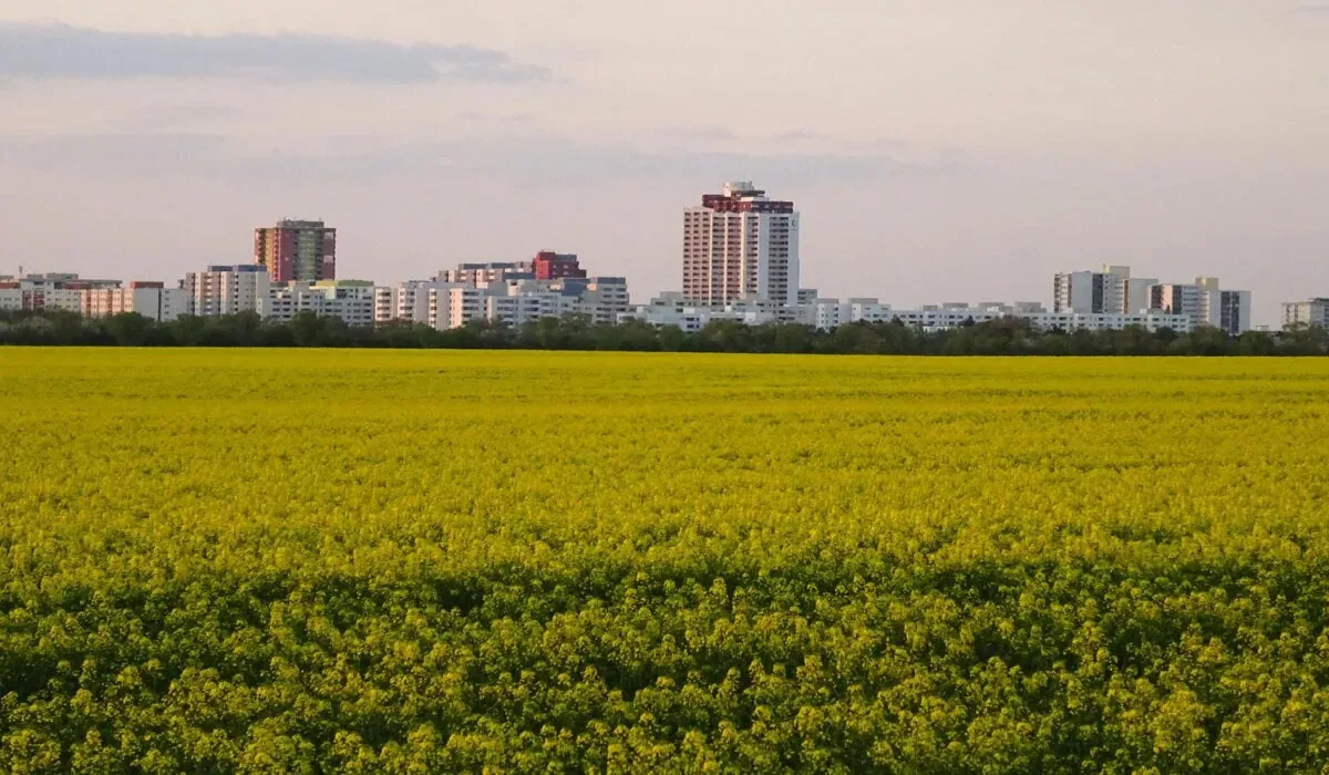 Campo de canola y colza cerca de una ciudad, mostrando la producción de alimentos para biocombustibles.
