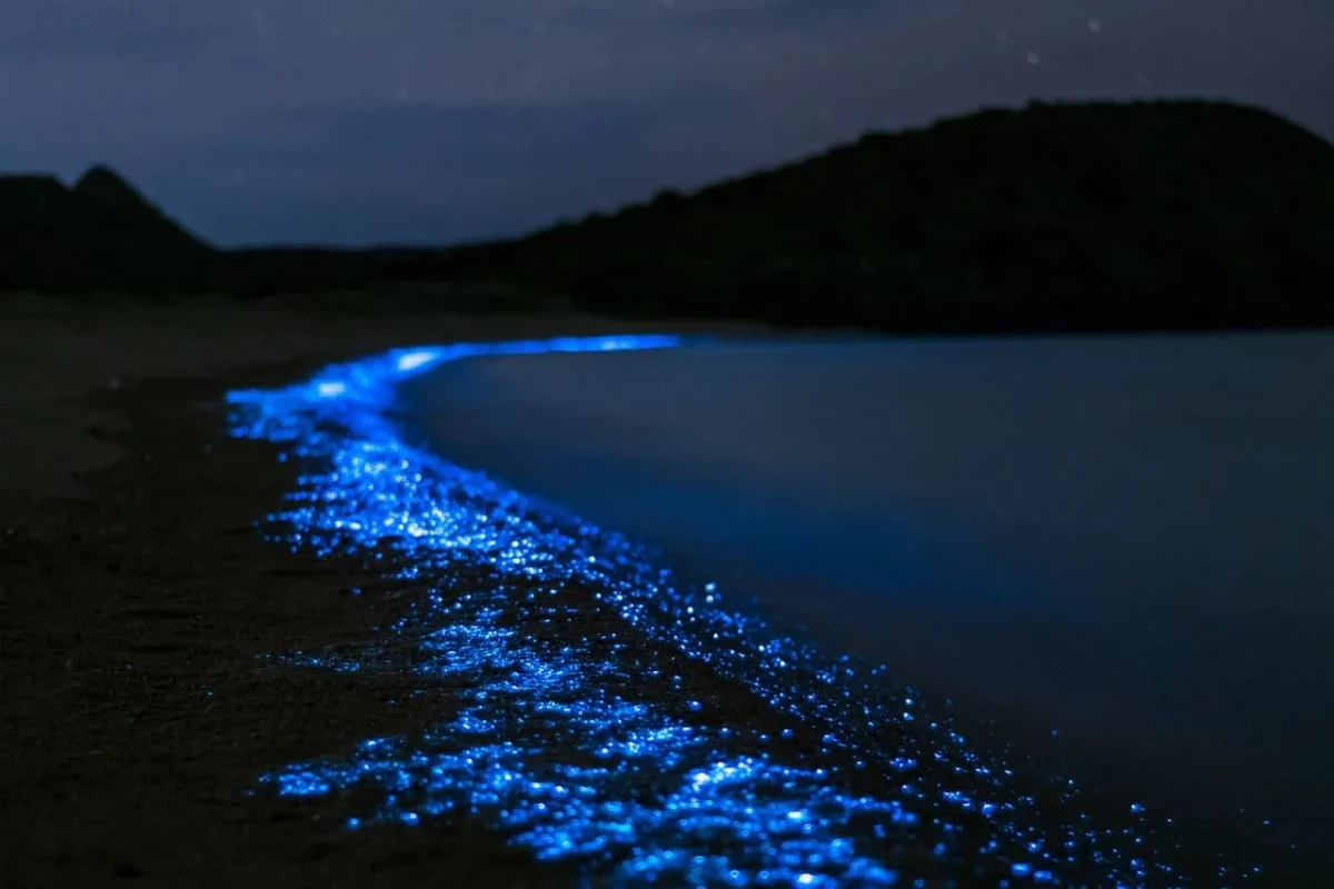 Resplandor bioluminiscente azul brillante iluminando la orilla de una playa en Tasmania durante la noche.