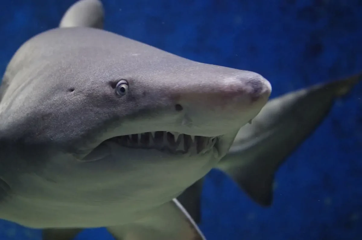 Tiburón en primer plano nadando en aguas azuladas, mostrando sus dientes afilados y mirada intensa.