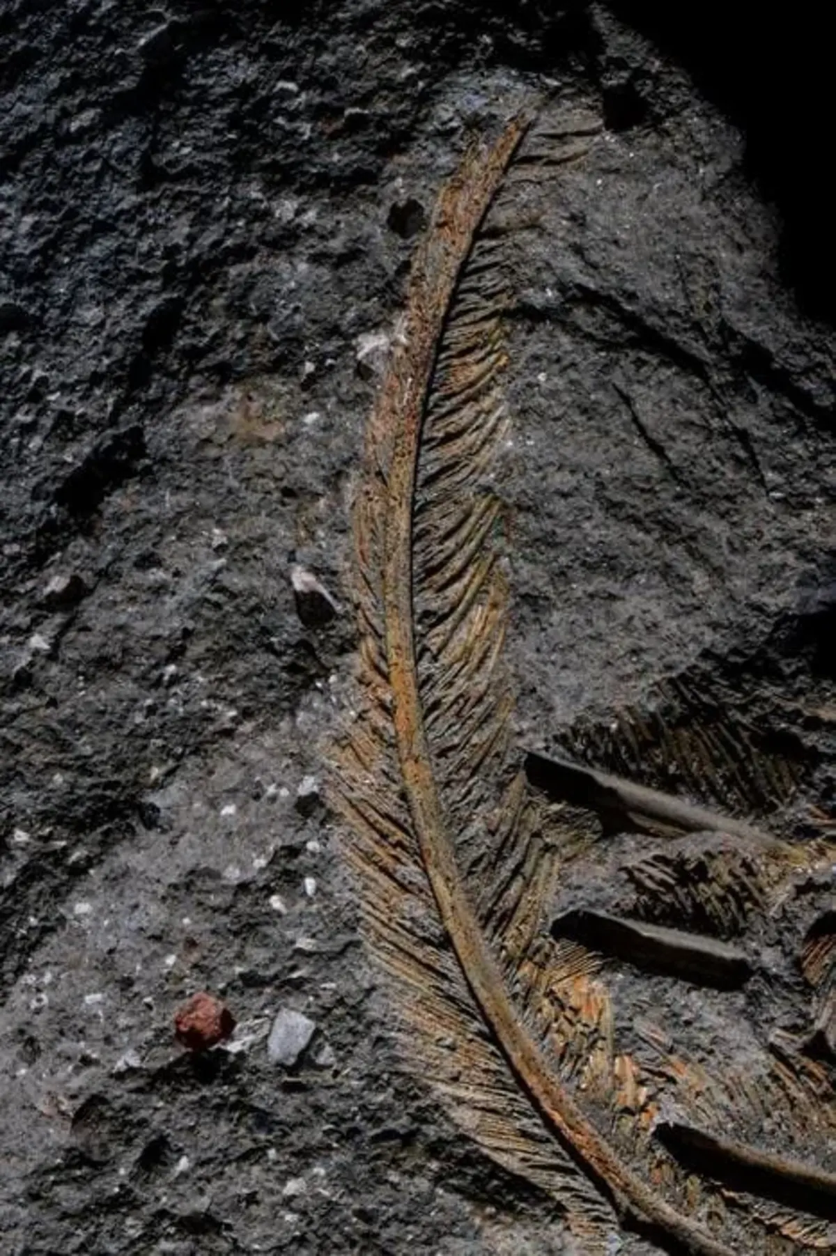 Pluma fosilizada preservada con roca volcánica, mostrando detalles excepcionales de conservación en un fósil de buitre de 30,000 años.