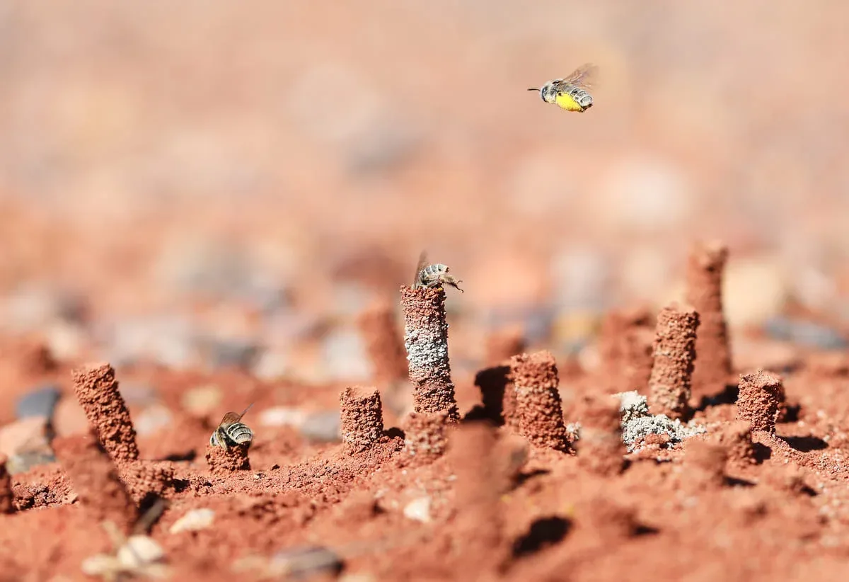 Nido cilíndrico de abejas Diadasia en un camino de tierra cerca de Moab, Utah.