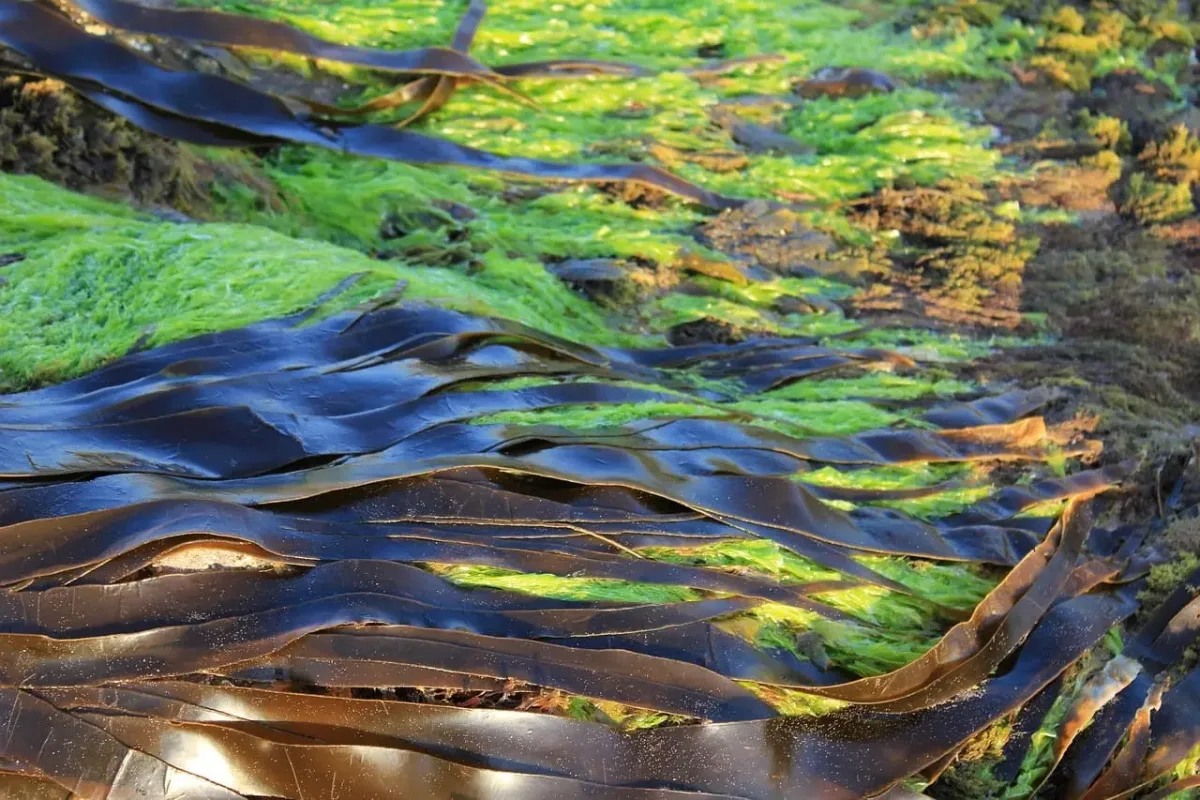 Algas verdes proliferando en aguas poco profundas por exceso de nutrientes