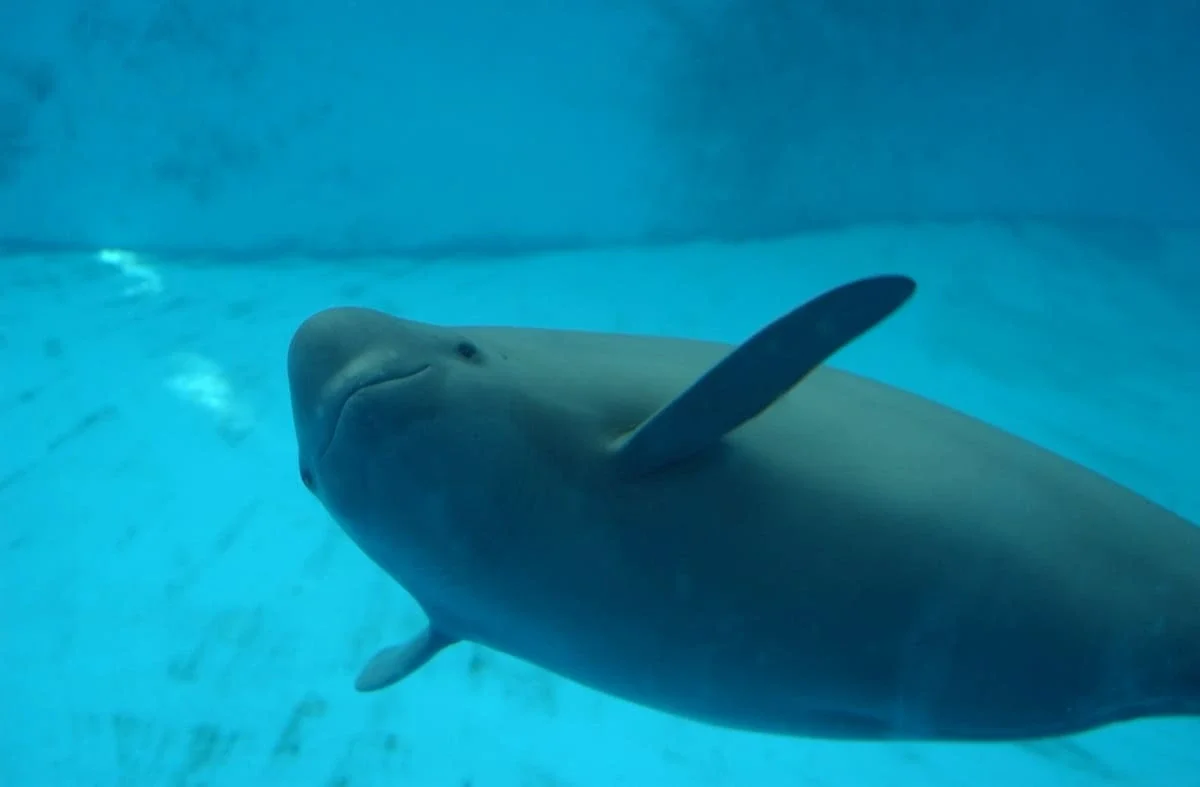 Marsopa sin aleta del Yangtsé en acuario mostrando su característica sonrisa