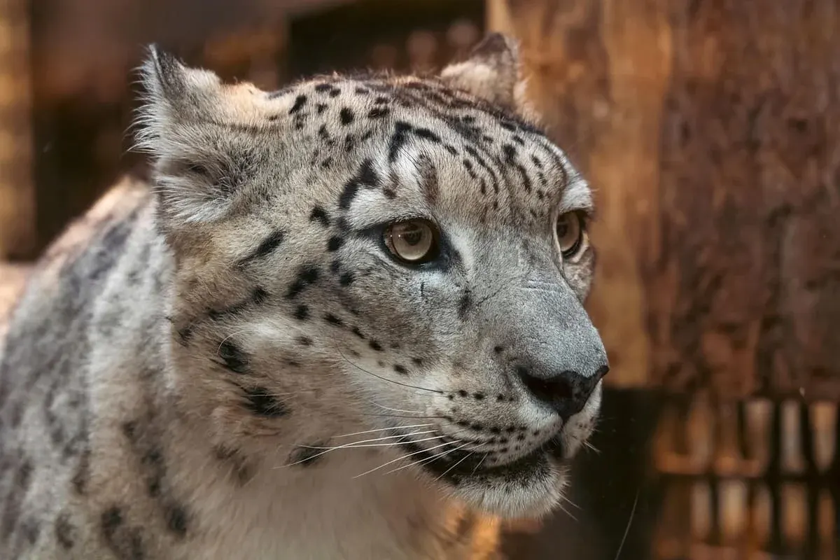 Primer plano del rostro de un leopardo de las nieves adulto, con mirada penetrante
