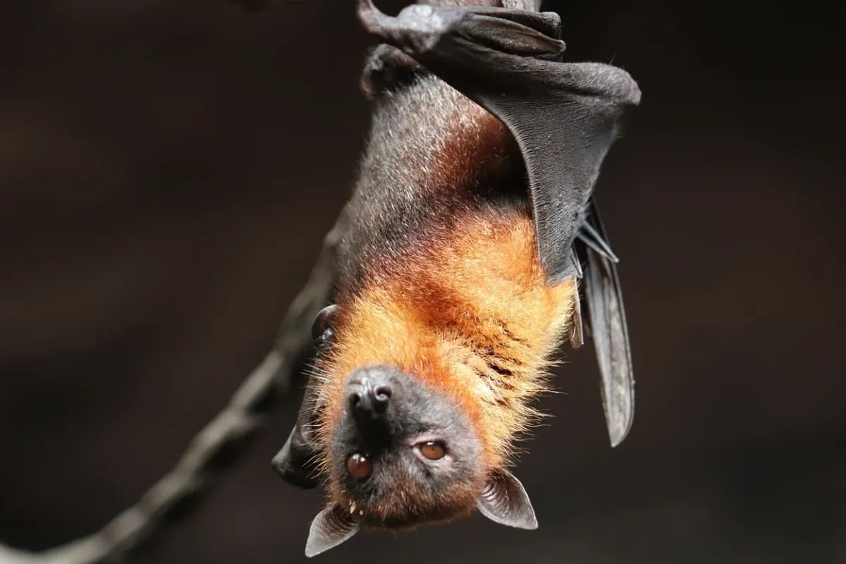 Murciélago frugívoro egipcio, modelo de investigación en inmunidad viral