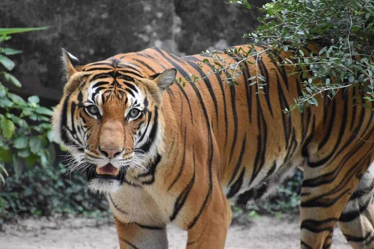 Tigre de Malasia en peligro crítico de extinción