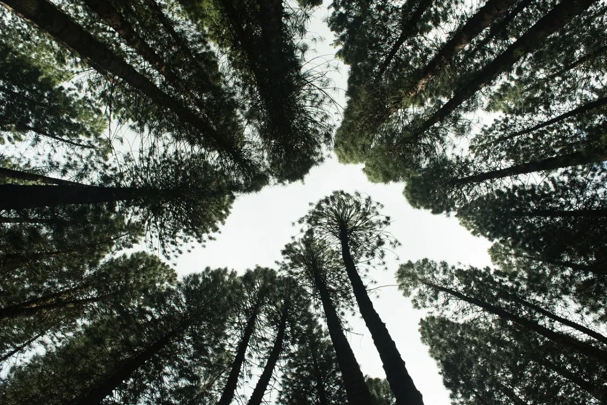 Bosque de coníferas