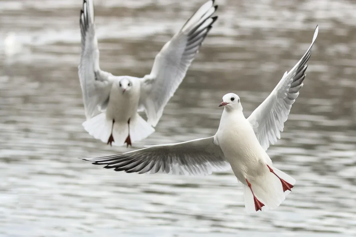 Dos gaviotas