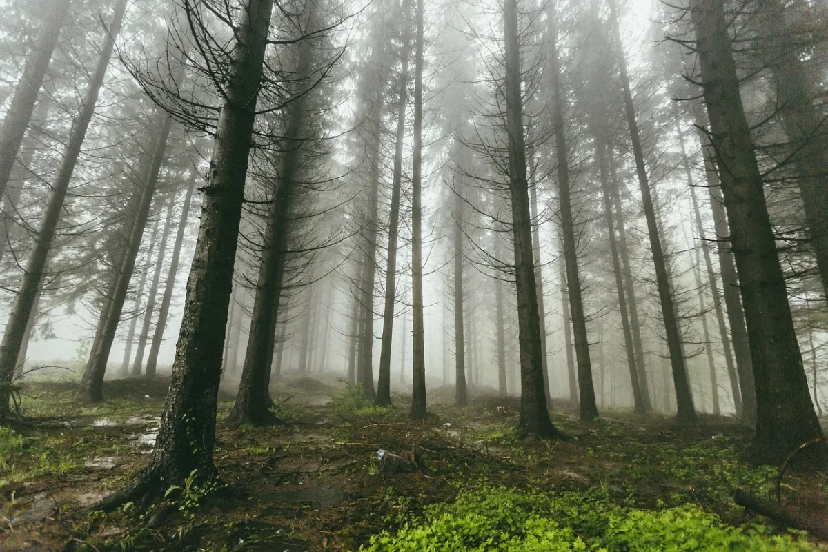 Bosque
