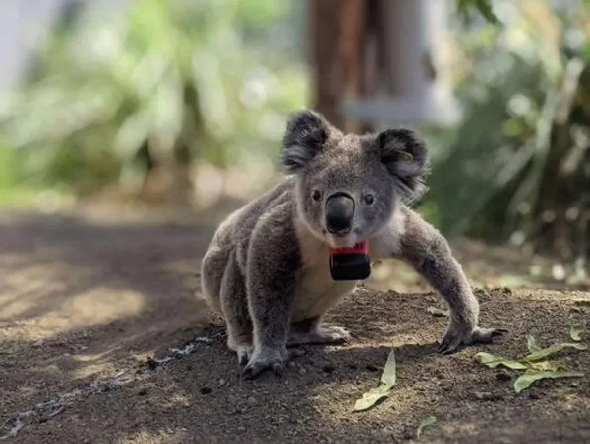 Koala