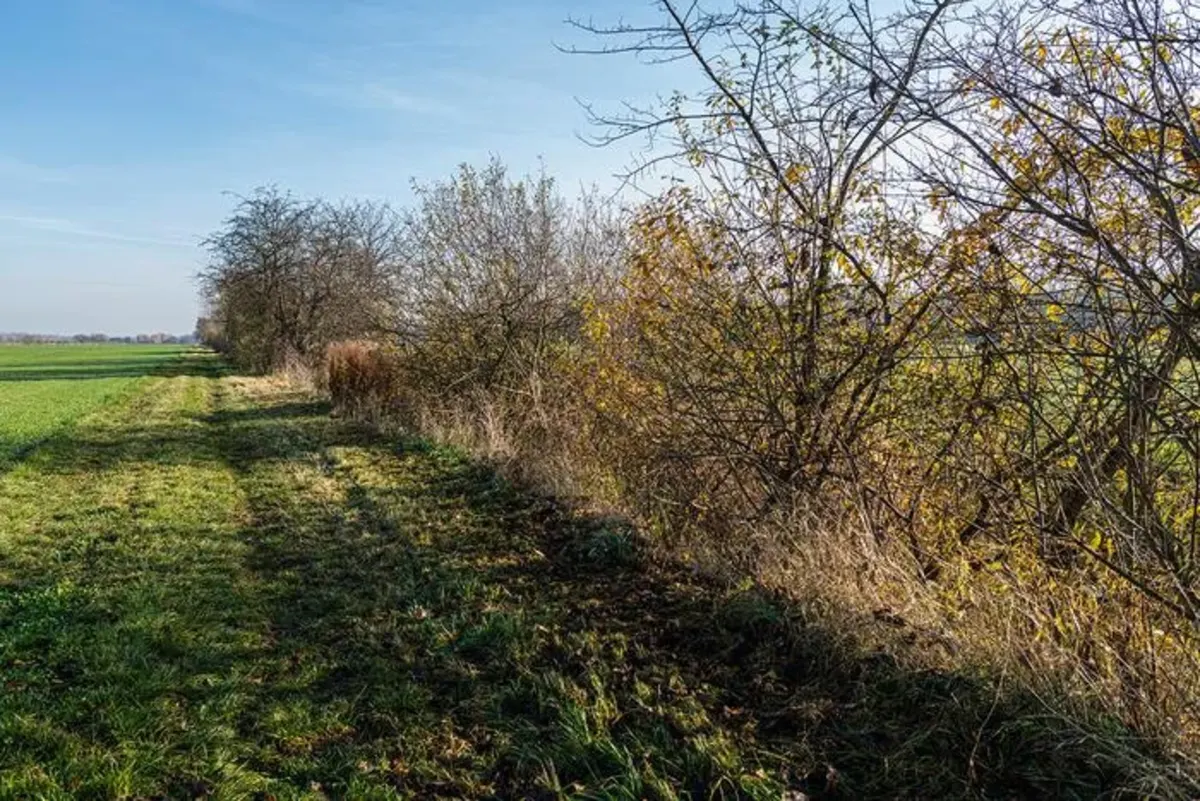 Paisaje agrícola renaturalizado
