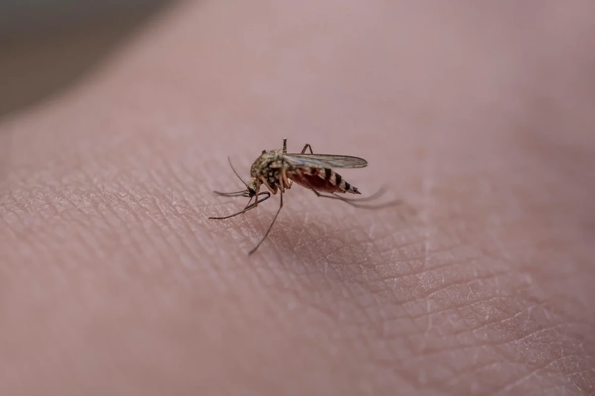 Mosquito posado sobre piel humana en vista macro