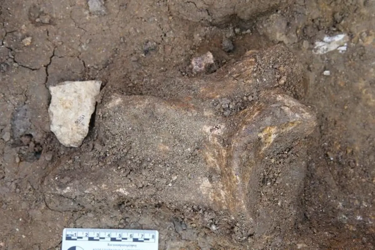 Lasca olduvayense hallada junto a hueso de hipopótamo en Nyayanga, Kenia, de más de 2,6 millones de años de antigüedad