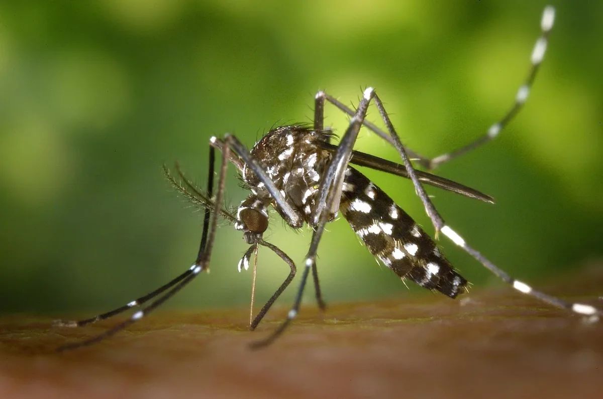 Mosquito tigre asiático posado sobre la piel de una persona