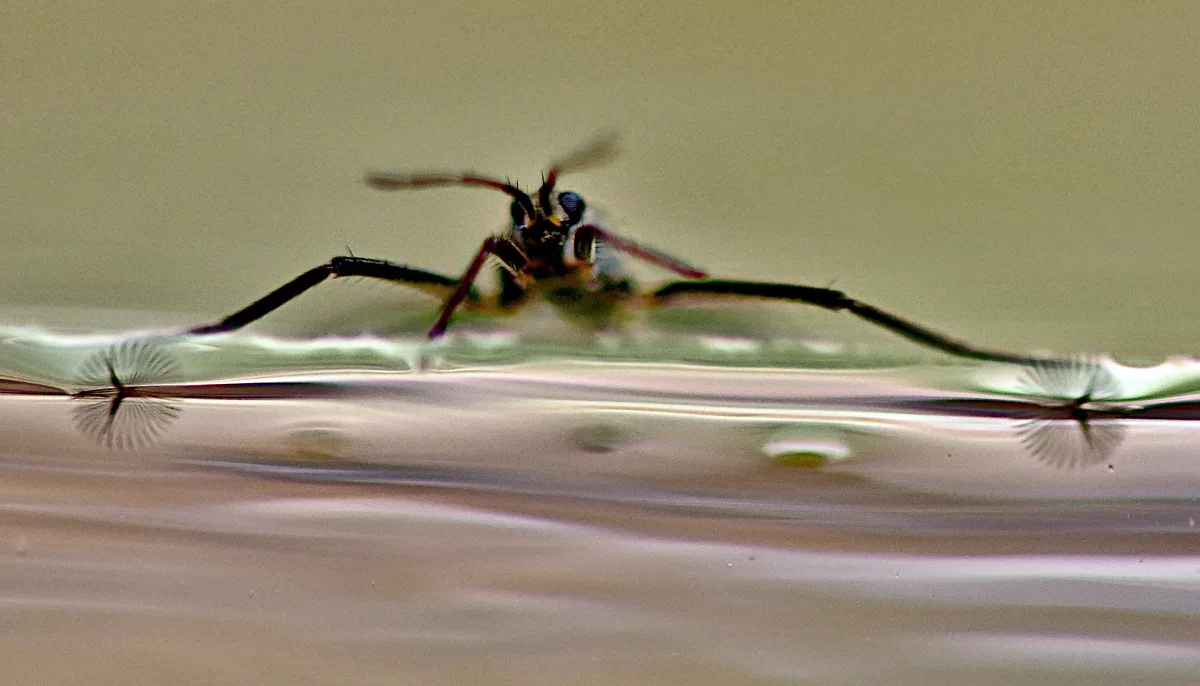Zancudo acuático Rhagovelia desplazándose en la superficie del agua con sus abanicos visibles