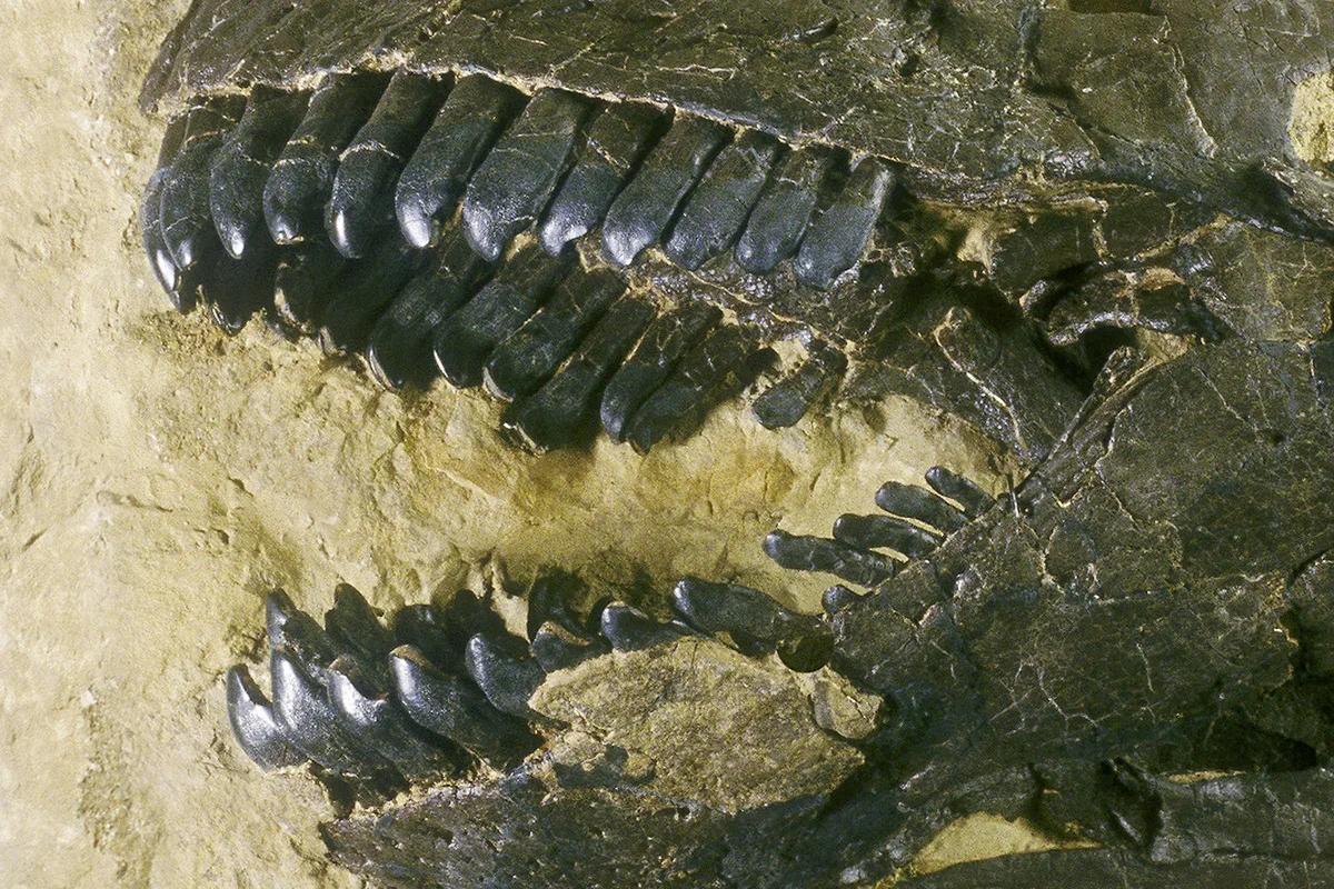 Dientes fósiles de Camarasaurus hallados en la Formación Morrison, Estados Unidos