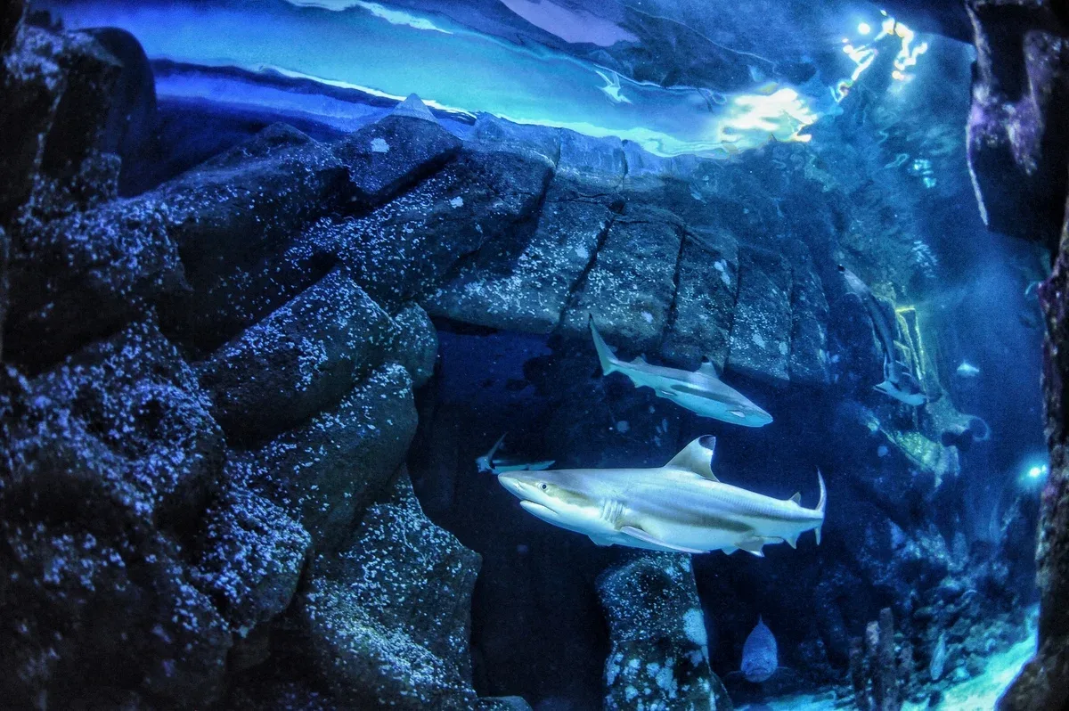 Tiburón de arrecife de puntas negras nadando en Sealife Oberhausen, donde se recolectaron los dientes para el estudio