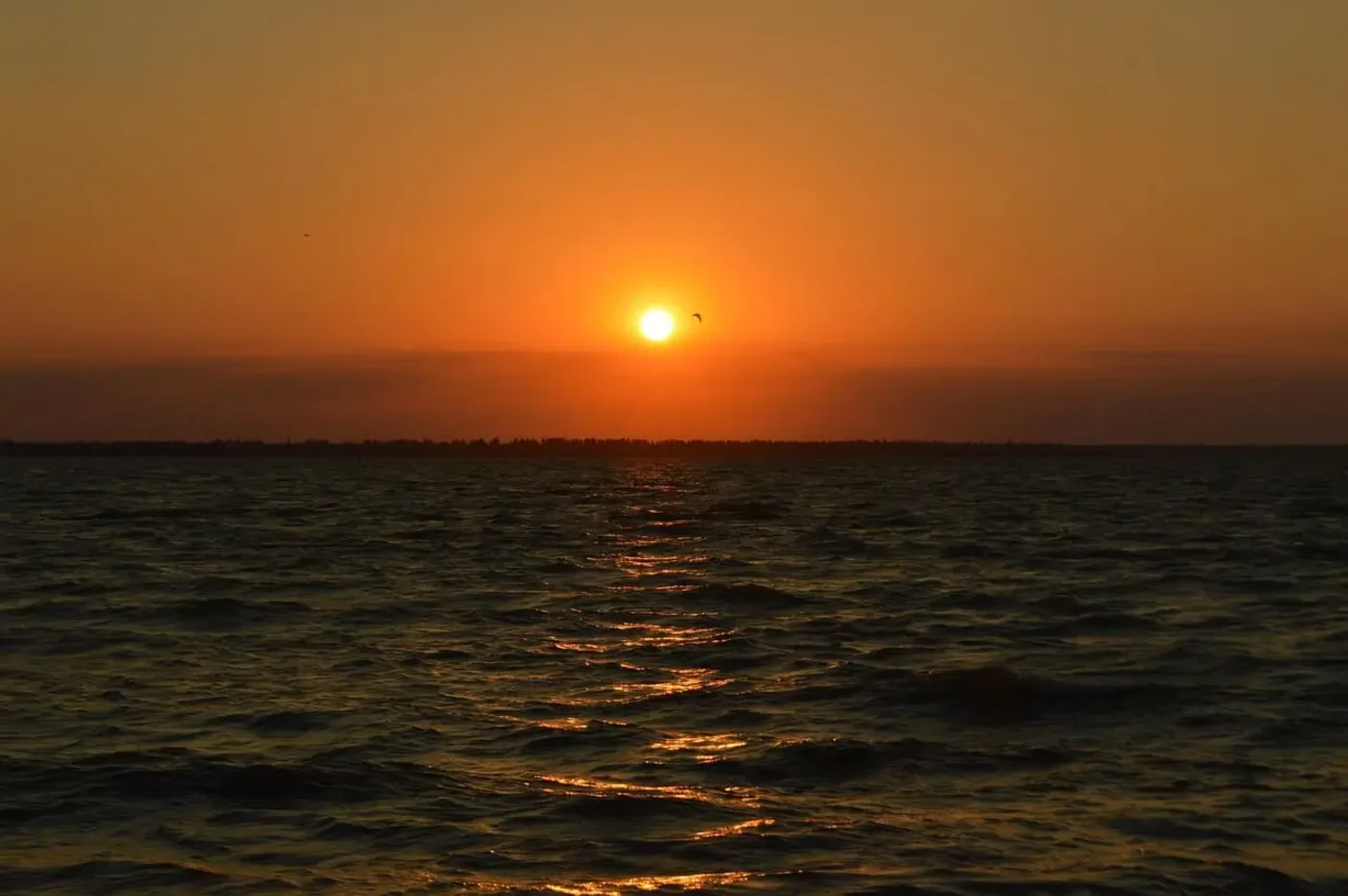 Atardecer sobre un estuario con reflejos dorados en el agua y un ave volando en el horizonte.