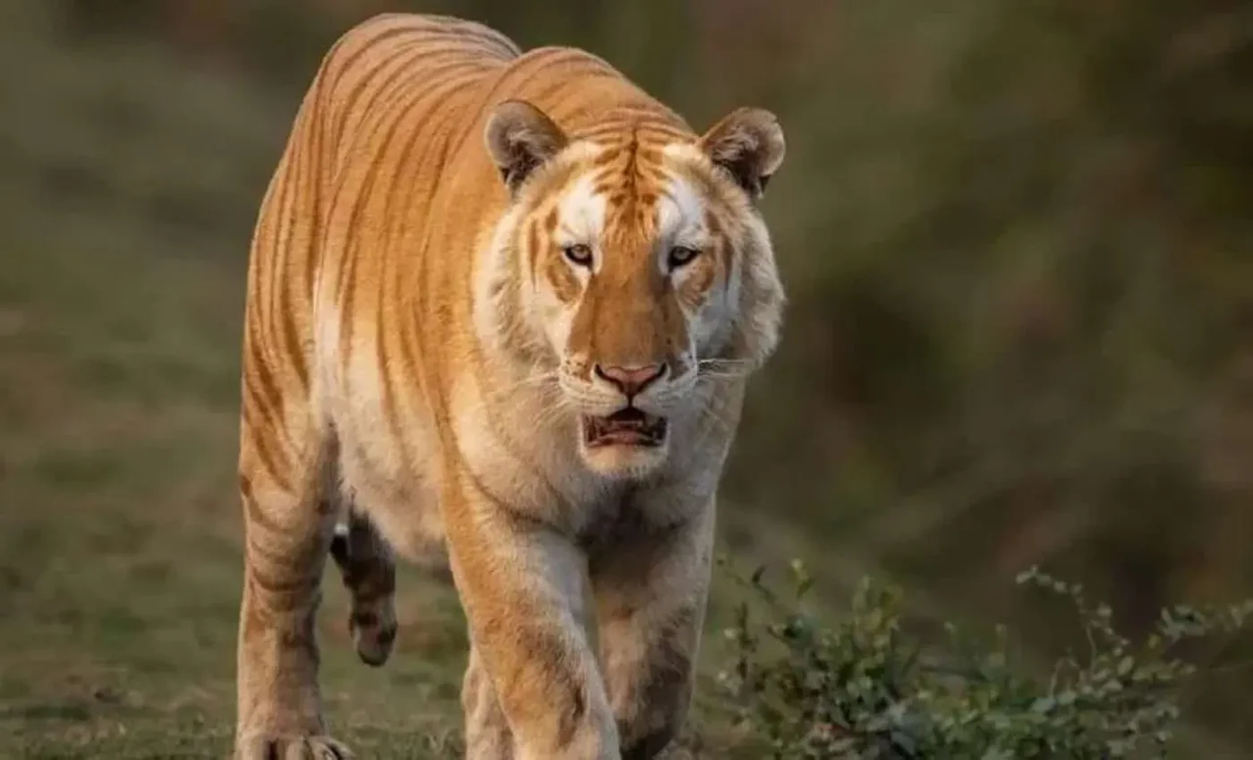 Tigre dorado caminando en su hábitat natural en el Parque Nacional de Kaziranga, India.