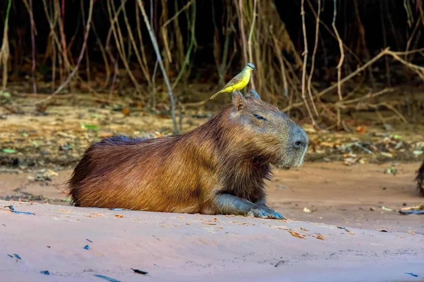 Capibara descansando con un ave amarilla sobre su cabeza en un entorno selvático