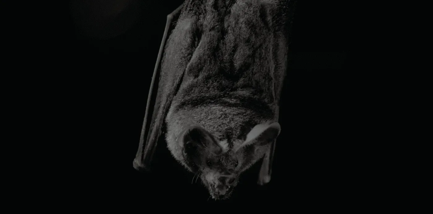 Un murciélago de labios con flecos responde a los cantos de apareamiento de una rana túngara en su hábitat natural.